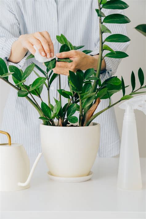 桃花枝 風水|風水植物｜不只富貴竹！7款招財/招桃花植物推介+不 